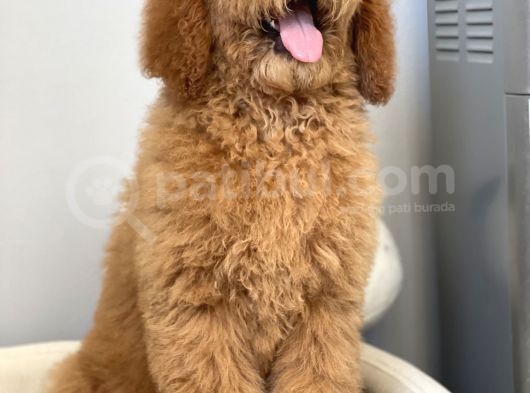 Labradoodle Red Terapi Köpeklerimiz görsel