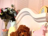 Toy Poodle