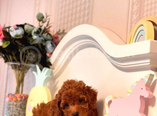 Toy Poodle