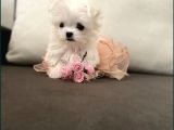 Teacup Üst Kalite Orjinal Maltese Yavrular