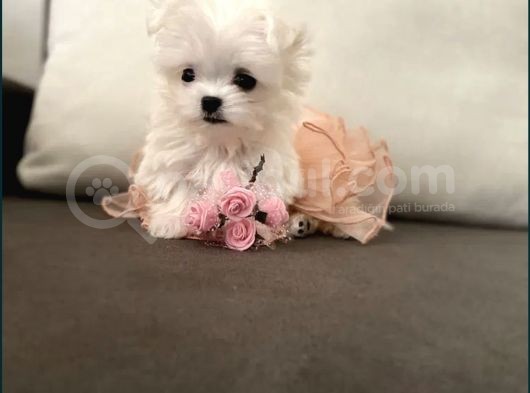 Teacup Üst Kalite Orjinal Maltese Yavrular görsel