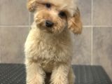 8 Aylik Orji̇nal Toy Boyut Erkek Poodle