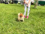 Orjinal Safkan üst Kalite Pomeranian Boo