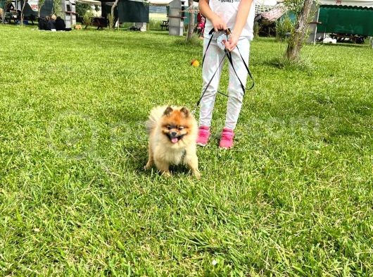 Orjinal Safkan Üst Kalite Pomeranian Boo