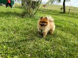 Orjinal Safkan Üst Kalite Pomeranian Boo