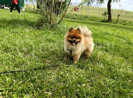 Orjinal Safkan Üst Kalite Pomeranian Boo görsel