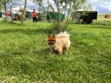Orjinal Safkan Üst Kalite Pomeranian Boo