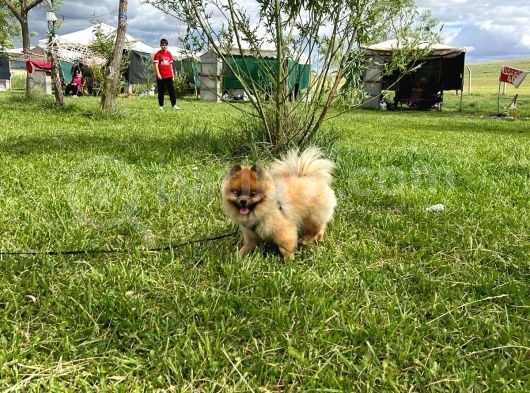 Orjinal Safkan Üst Kalite Pomeranian Boo görsel