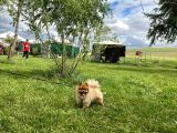 Orjinal Safkan Üst Kalite Pomeranian Boo