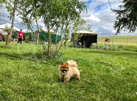 Orjinal Safkan Üst Kalite Pomeranian Boo görsel
