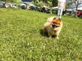 Orjinal Safkan Üst Kalite Pomeranian Boo