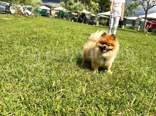 Orjinal Safkan Üst Kalite Pomeranian Boo görsel