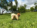 Orjinal Safkan Üst Kalite Pomeranian Boo