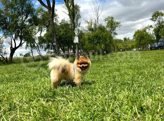 Orjinal Safkan Üst Kalite Pomeranian Boo görsel