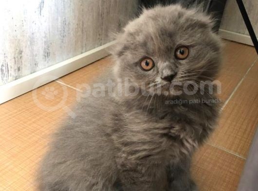 3 Kardeş Scottish Fold görsel