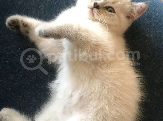 Tatlı Shorthair görsel