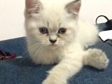 Tatlı Shorthair
