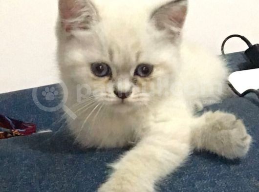 Tatlı Shorthair