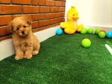 Safkan Toy Boyut Poodle Yavrularimiz