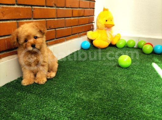 Safkan Toy Boyut Poodle Yavrularimiz