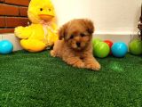Safkan Toy Boyut Poodle Yavrularimiz