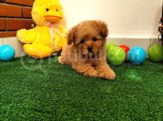 Safkan Toy Boyut Poodle Yavrularimiz görsel