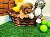 Safkan Toy Boyut Poodle Yavrularimiz