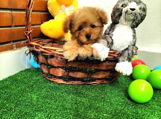 Safkan Toy Boyut Poodle Yavrularimiz görsel