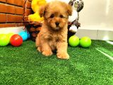 Safkan Toy Boyut Poodle Yavrularimiz