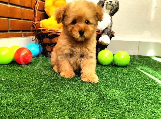 Safkan Toy Boyut Poodle Yavrularimiz görsel