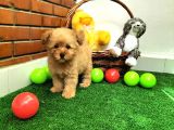 Safkan Toy Boyut Poodle Yavrularimiz