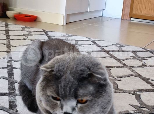 Has Safkan görsel