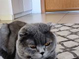 Has Safkan