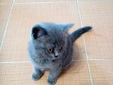 Brıtısh Shorthair