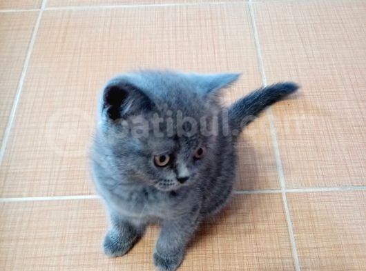 Brıtısh Shorthair görsel