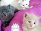 British Shorthair Yavruları