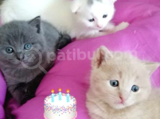 British Shorthair Yavruları