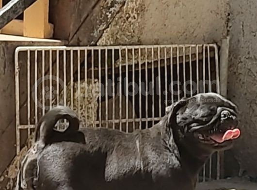 Acil Yer Sıkıntısı Dan Verilecektir görsel