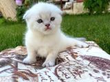Show Kalite Top Kafa Silver Point Scottish Fold Yavruları