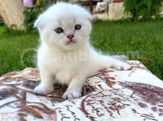 Show Kalite Top Kafa Silver Point Scottish Fold Yavruları görsel