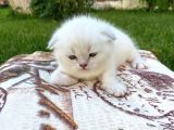 Show Kalite Top Kafa Silver Point Scottish Fold Yavruları
