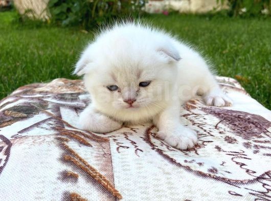 Show Kalite Top Kafa Silver Point Scottish Fold Yavruları görsel