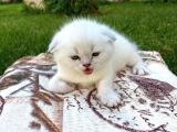 Show Kalite Top Kafa Silver Point Scottish Fold Yavruları