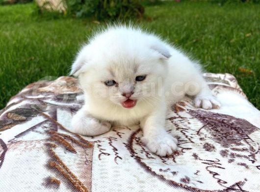 Show Kalite Top Kafa Silver Point Scottish Fold Yavruları