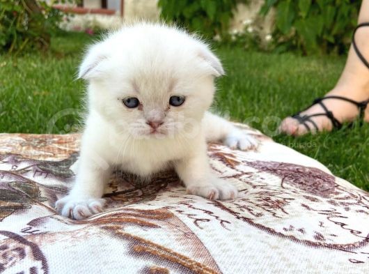 Show Kalite Top Kafa Silver Point Scottish Fold Yavruları görsel