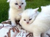 Show Kalite Top Kafa Silver Point Scottish Fold Yavruları