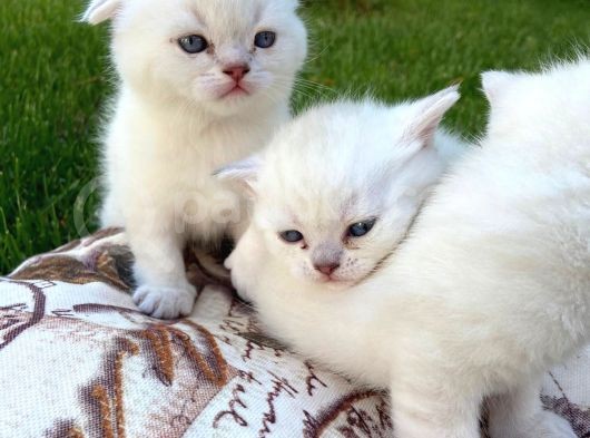 Show Kalite Top Kafa Silver Point Scottish Fold Yavruları görsel