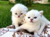 Show Kalite Top Kafa Silver Point Scottish Fold Yavruları