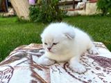 Show Kalite Top Kafa Silver Point Scottish Fold Yavruları