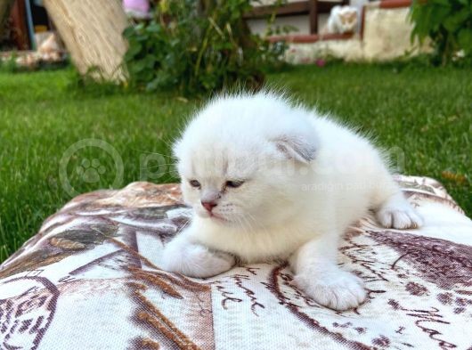 Show Kalite Top Kafa Silver Point Scottish Fold Yavruları görsel